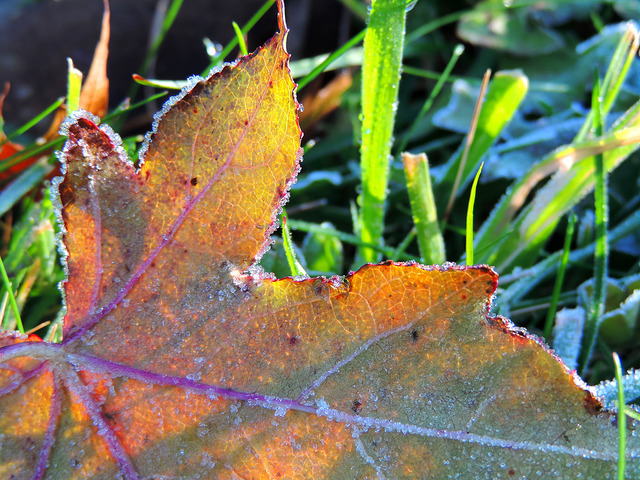 Frosty sweet gum leaf. Photo by Katie Finch.