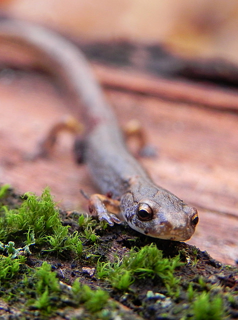 Four-toed Salamander. Photo by Jeff Tome.