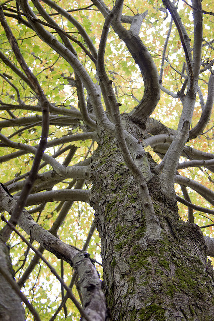 Tree by Jennifer Schlick