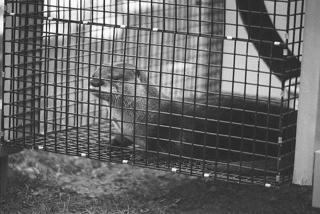 River Otters were reintroduced to Audubon in 1996 when the New York River Otter Project released several on the property.  They are seen infrequently, as they have a large range.  