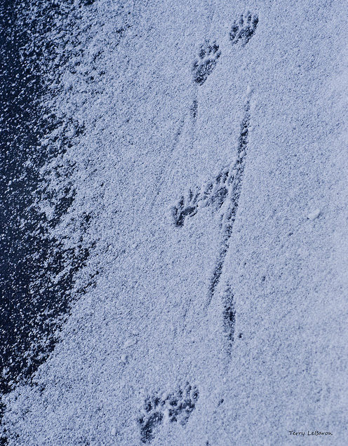 Otter tracks leave a tail drag mark next to them.  They are often found in the winter at the Audubon Community Nature Center.  Photo by Terry Lebaron.