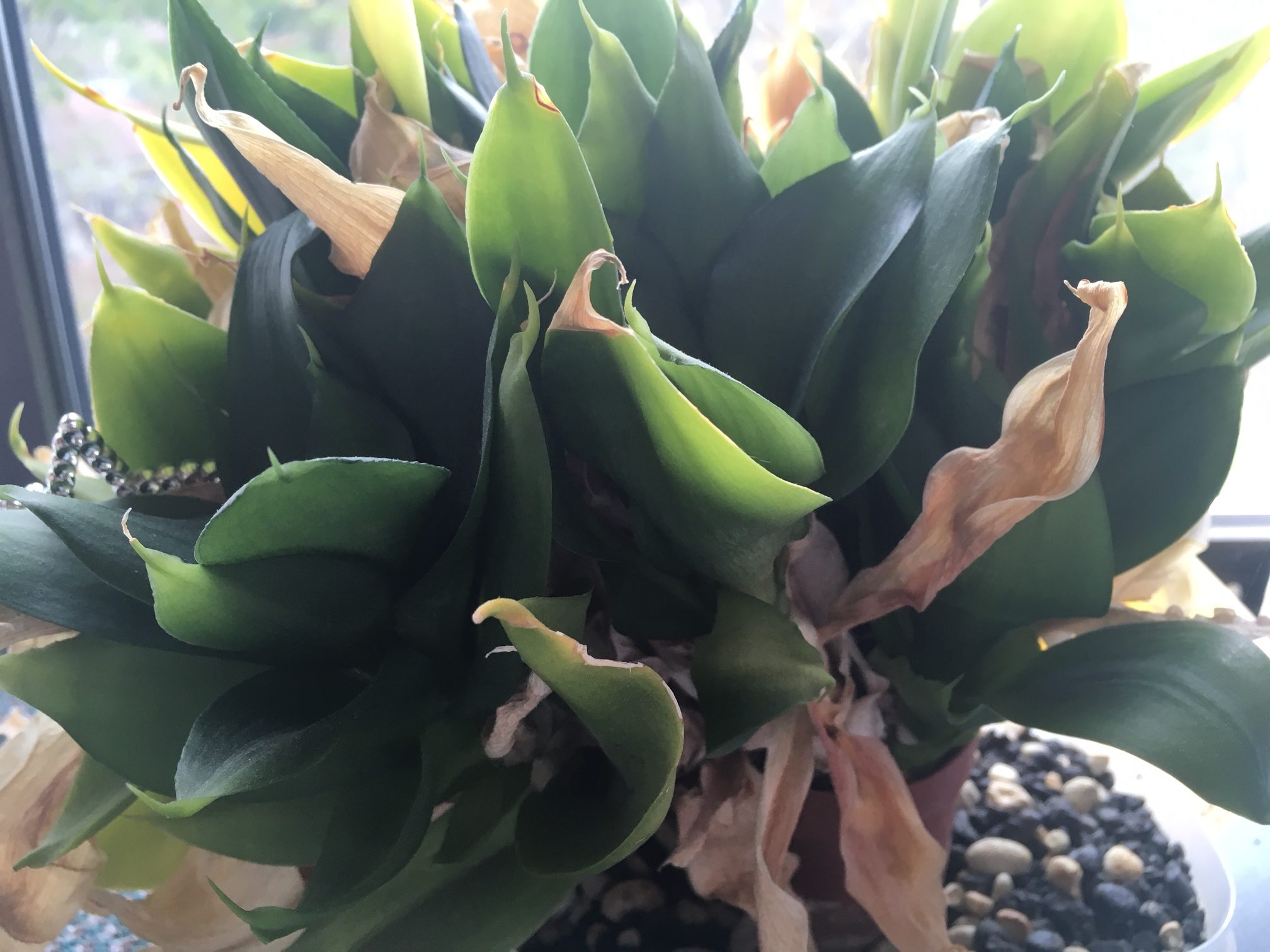 Neglected windowsill plant at work. Photo by Sarah Hatfield.