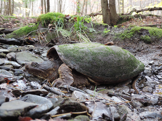 Snapping Turtle Photo by Katie Finch