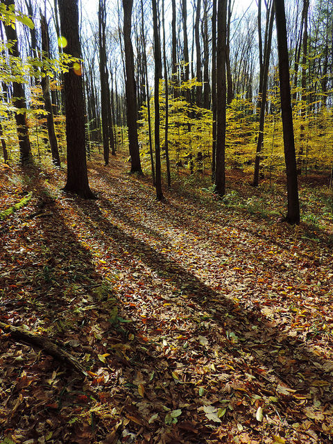 Longer shadows in the fall. Photo by Katie Finch