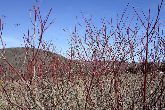 Stems of Red Osier Dogwood stand out against the winter landscape. Photo by Jennifer Schlick.