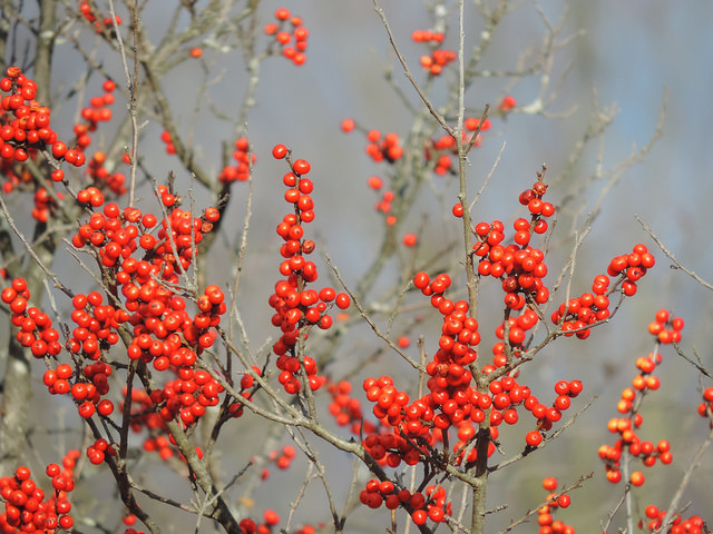 Winterberry Holly is a native shrub found in wet areas but can also be a colorful addition to a garden. Only the female plants produce the attractive red berries. Photo by Katie Finch