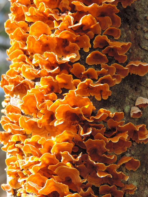 Fungus comes in a variety of patters, shapes and colors. Photo by Katie Finch