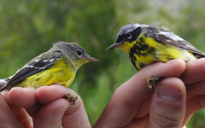 Experience Bird Banding at Audubon Saturdays May 8 and 15