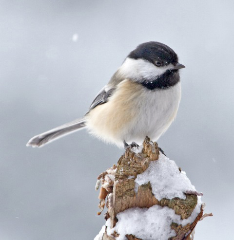 Audubon Nature Center Supports Fall Regional Bird Count