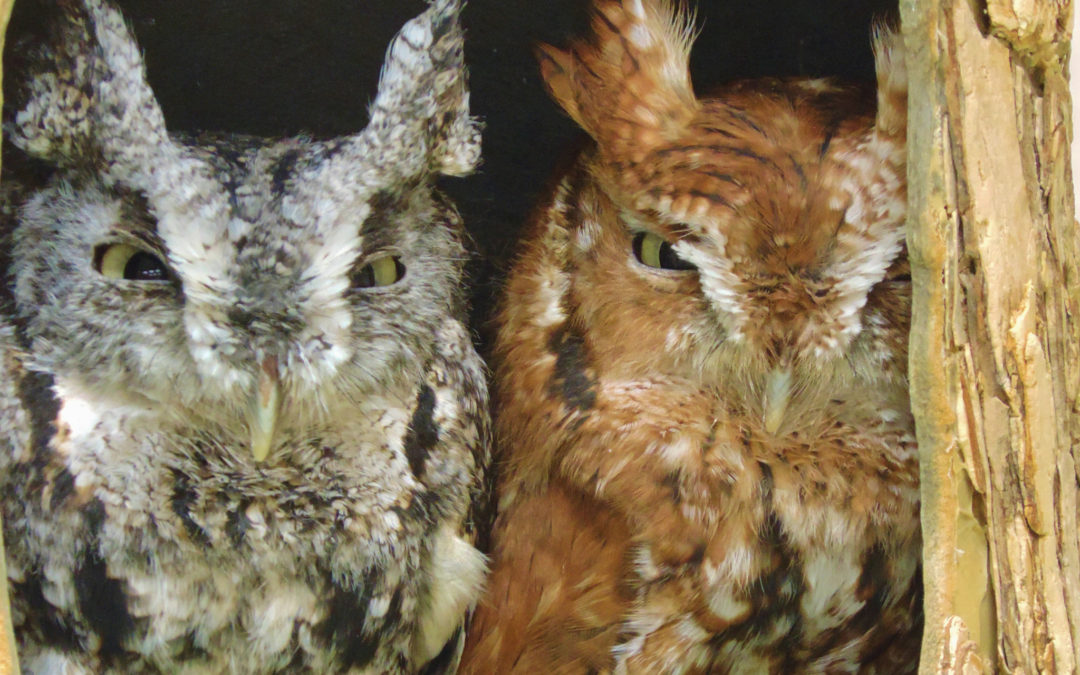 Birds of Prey by Katie Finch