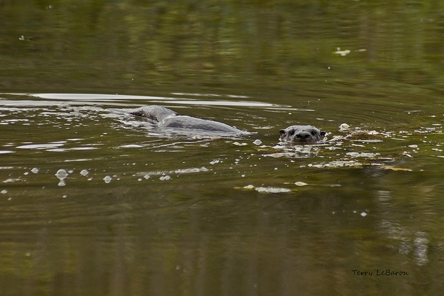 River Otter Tails by Jeff Tome