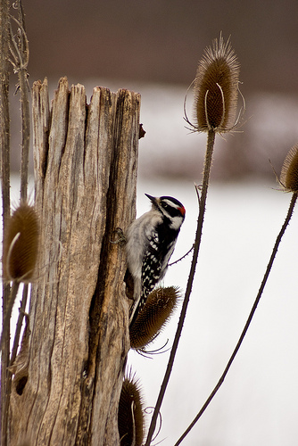 Audubon’s Christmas Bird Count in Warren and Jamestown, December 17 and 18