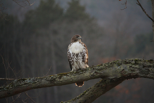 Raptor Patterns by Katie Finch