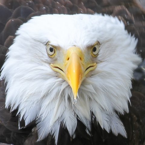 Liberty, Audubon’s Bald Eagle has passed