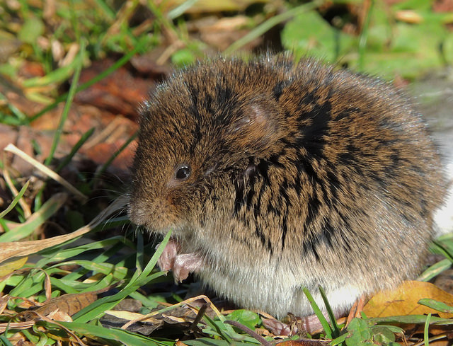 Small Mammals by Katie Finch