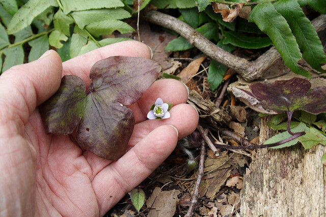 Hepatica by Jennifer Schlick