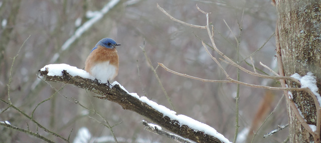 Spring Calendar in February by Sarah Hatfield