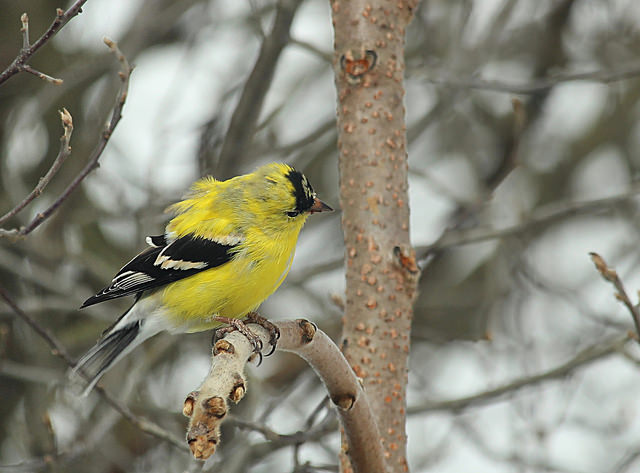 Goldfinches by Katie Finch