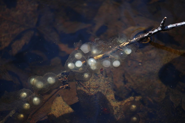 Are Those Eggs? by Katie Finch