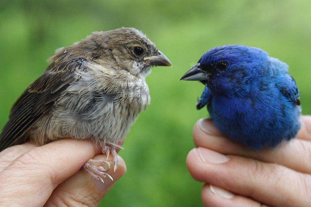Mumbo Jumbo Bird Songs by Jeff Tome