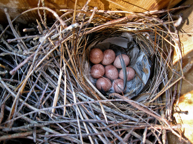 Nests