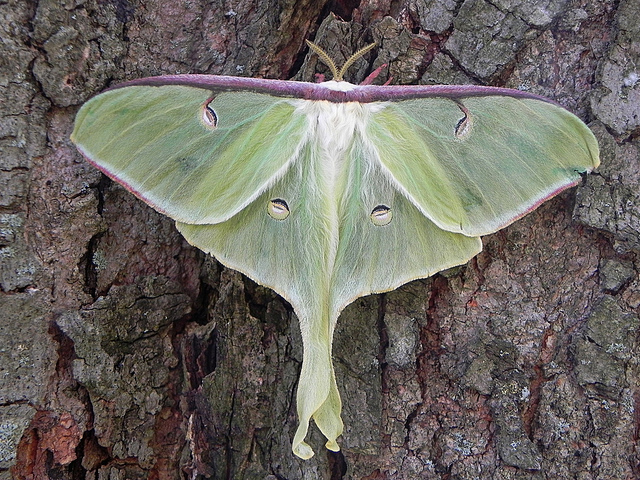 How do we know what we know about Nature?