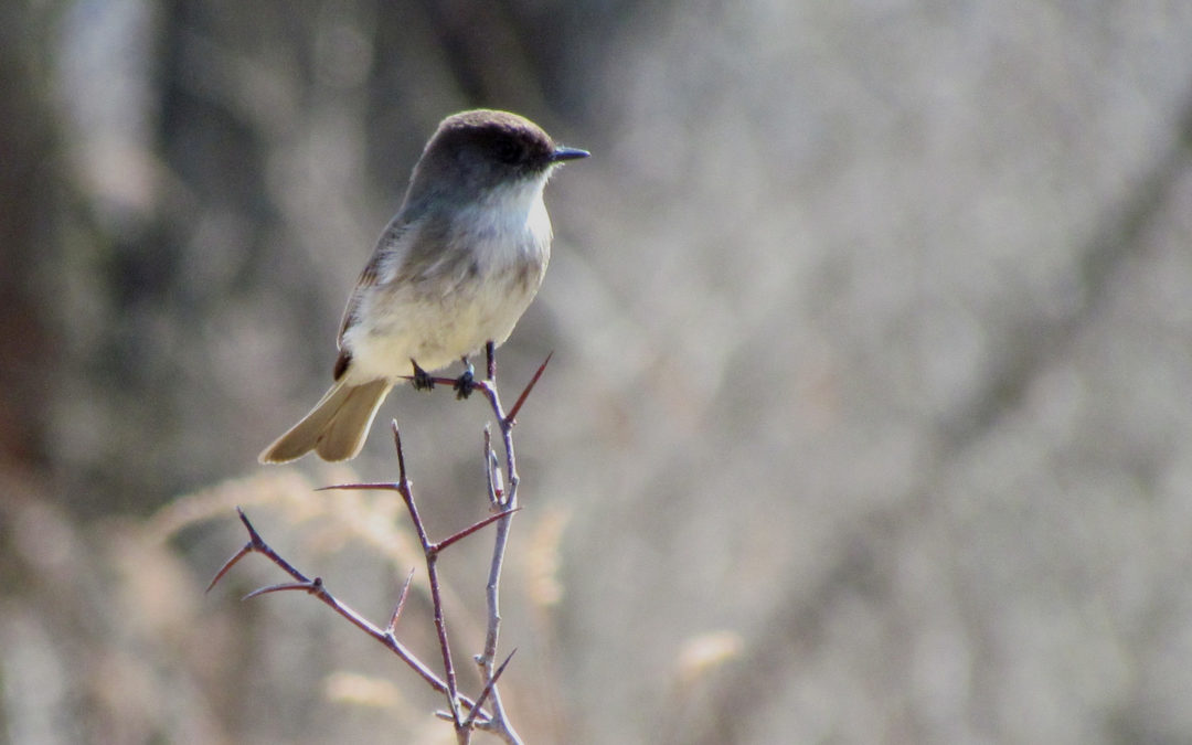 Birding Thoughts by Ruth Lundin