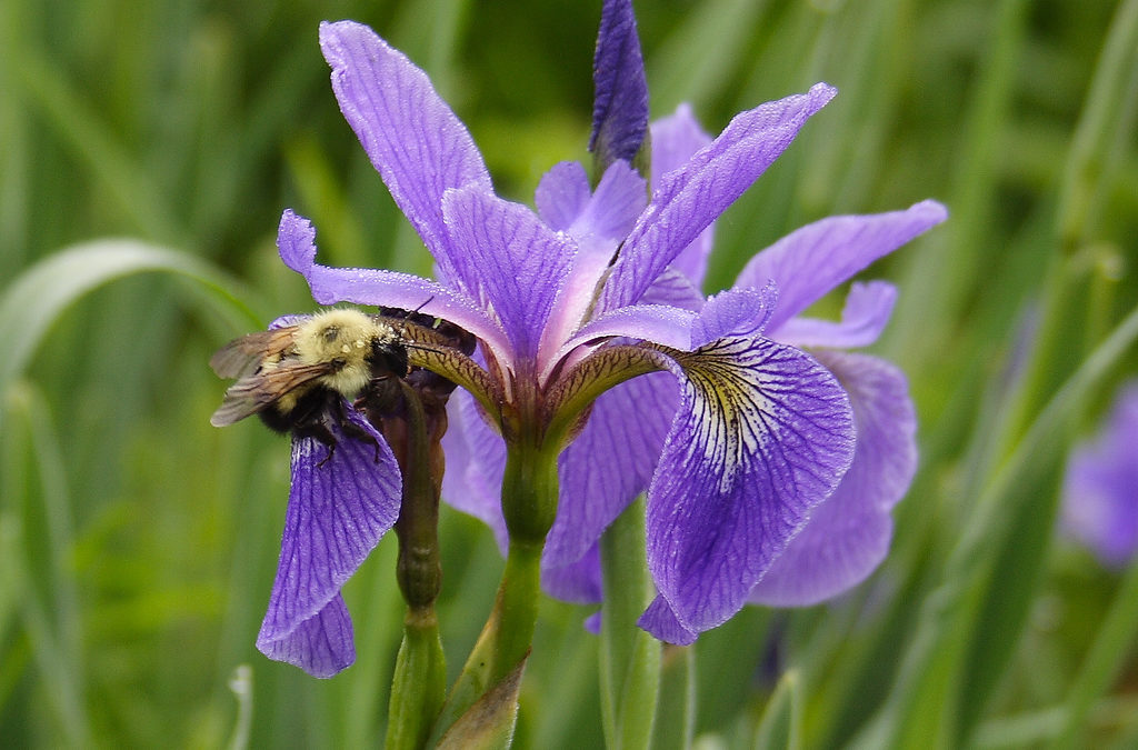 On Purple by Sarah Hatfield