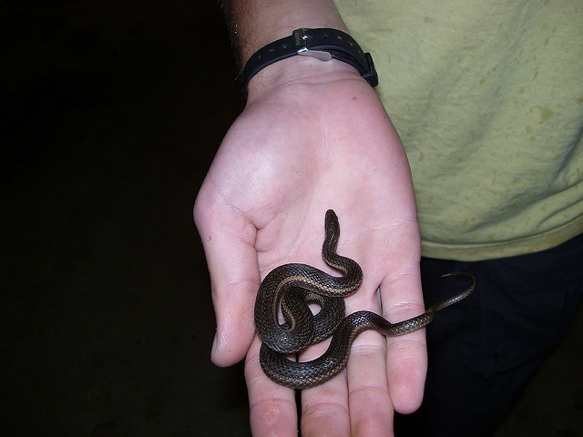 Snakes by Adam Carlson