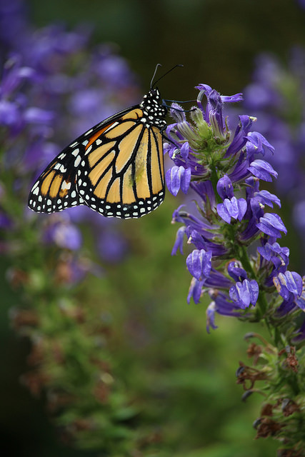 Monarchs by David Lobb