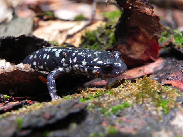 Salamanders by Sarah Hatfield