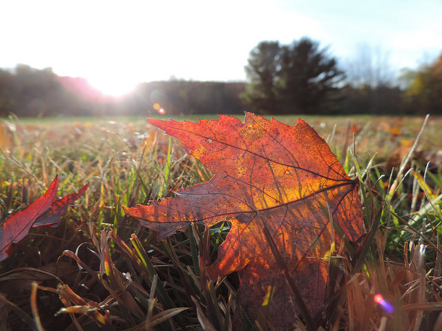 Senses of Fall