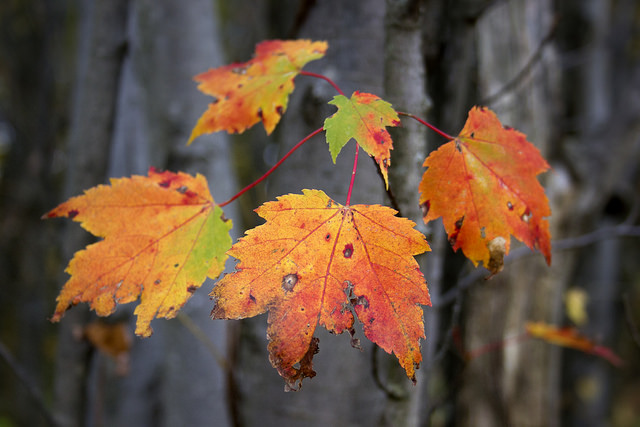 Autumnal Recrudescence by Sarah Hatfield