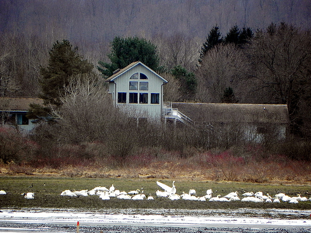 The Christmas Bird Count: The longest running citizen science project in the world by Jeff Tome