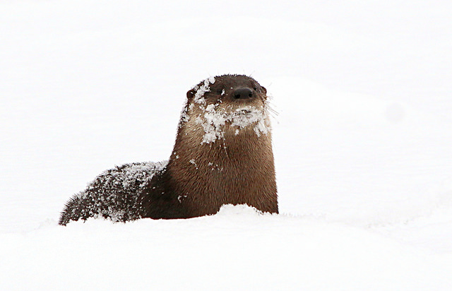 Television-Worthy Nature Moments by Jeff Tome