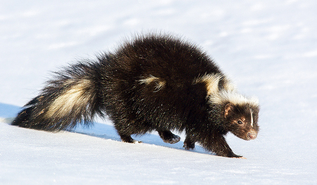 The Skunks of Spring