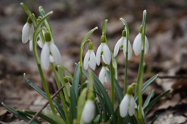 The First Flowers of Spring by Margaret Foley