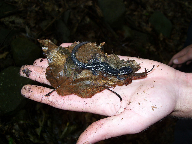 Spring Salamander Migrations by Margaret Foley