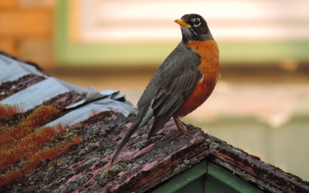 Neighborhood Nature by Katie Finch