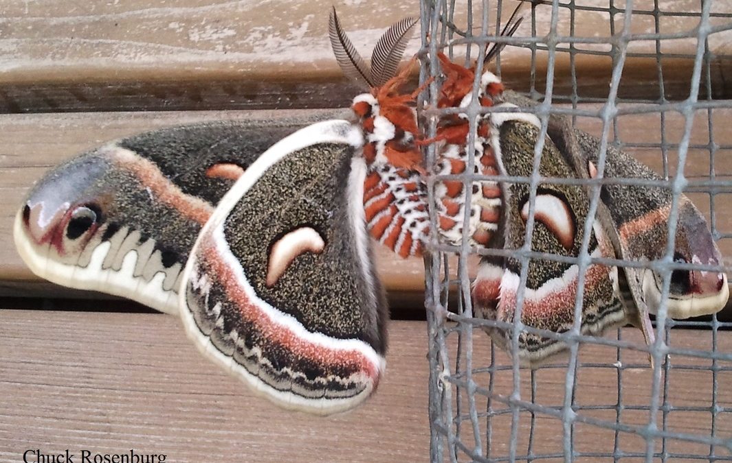 Crayfish, Caddisfly, and Cecropia. Oh My!
