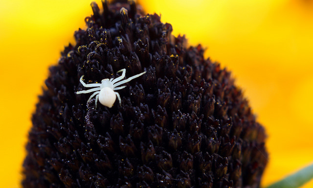 Creepy Crawlies or Cutie Critters? By Shane Murphy