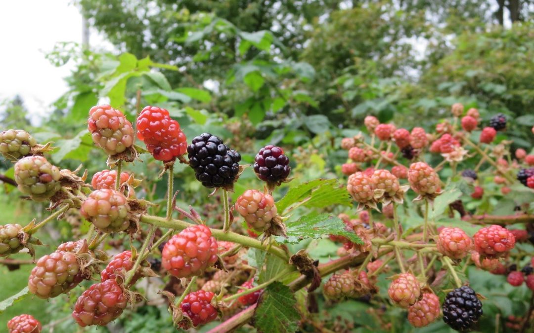Blackberries by Crin Fredrickson