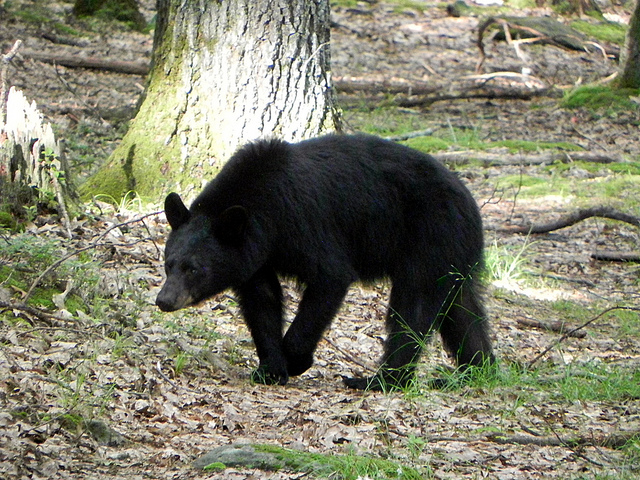 Don’t Feed the Bears by Margaret Foley