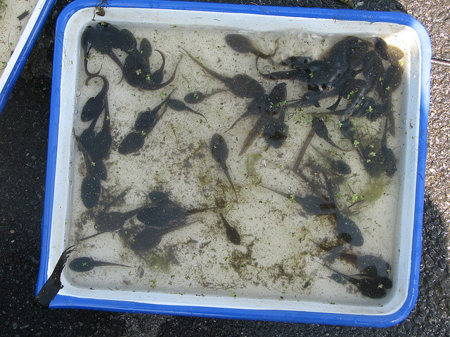 Peace, Mud, and Swarms of Students by Jeff Tome