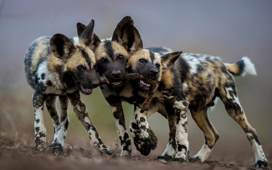 International Winners in Audubon Community Nature Center’s 2018 Nature Photo Contest