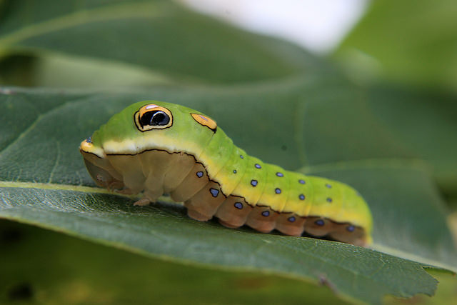 Spicebush by Katie Finch