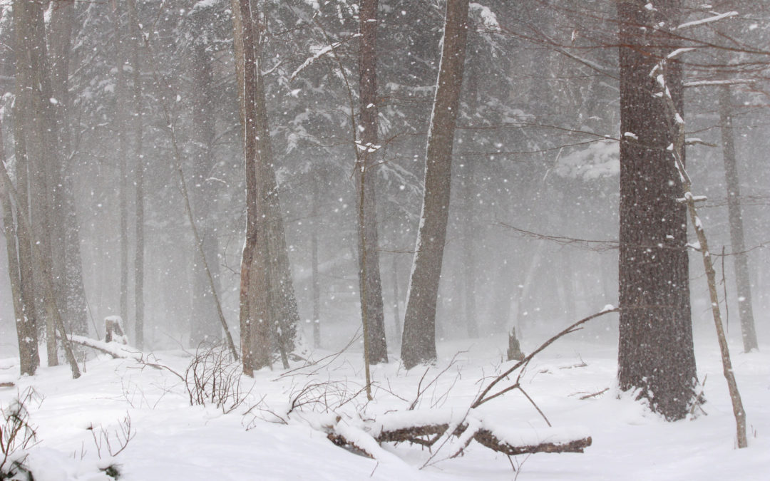 Lake Effect Snow by Emily Rechin