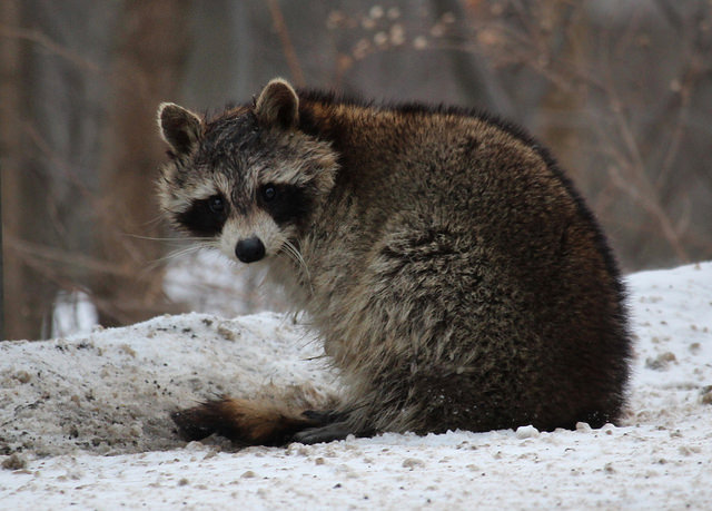 Mammals in Winter by Emily Rechin