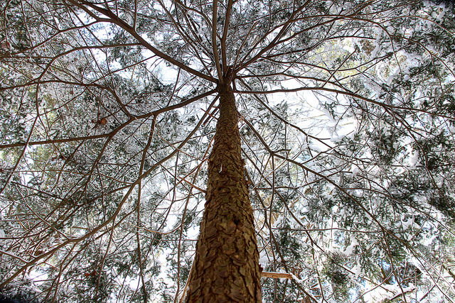 Monkey-faced Scars on Trees by Jeff Tome