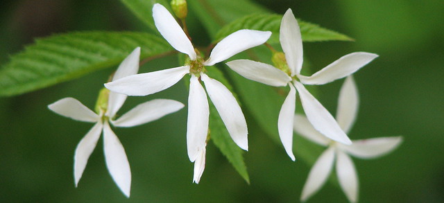 Join Audubon Mother’s Day Wildflower Walk at Bentley Preserve